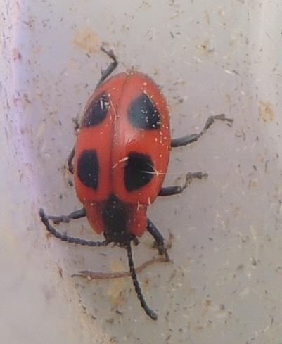 Réf. 240 243 : Endomychus coccineus
